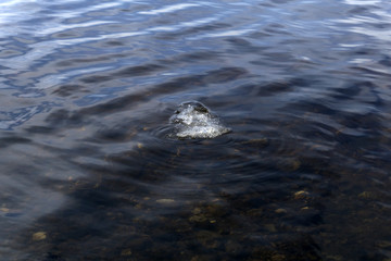 small ice floe floats at the surface of clean spring water with the pebbles on the bottom