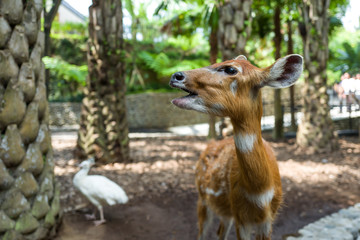 Deer at Bali Zoo in Indonesia