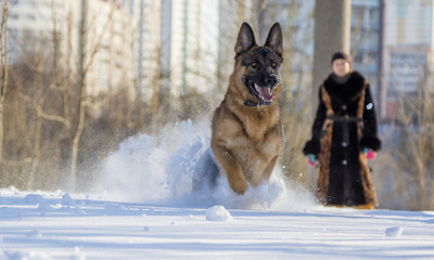 Woman playing with the german shepherd in the winter park