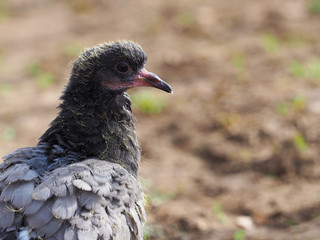 Portrait of baby pigeon. Small young dove, chick. A fledgling pigeon with immature pin feathers. Columbidae, Columbiformes