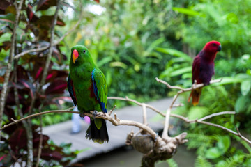 A green parrot at Bali Zoo