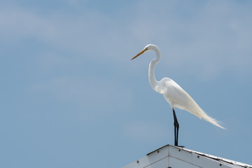 Egret on the roof