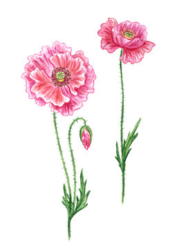 Pink poppies, watercolor drawing on white background, isolated with clipping path.