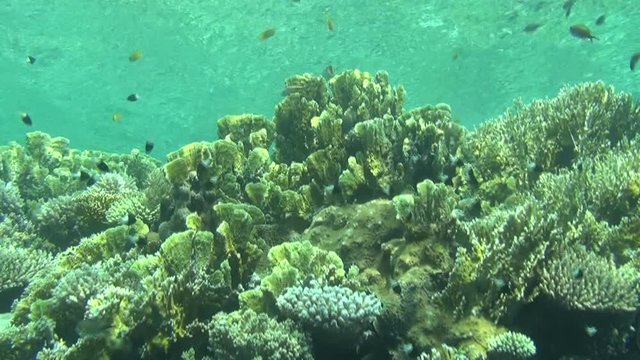 colorful fishes on reef dahab 38