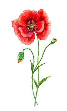 Red poppy, watercolor drawing on white background, isolated with clipping path.