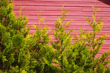 Wild growing herb or flowers on meadow field