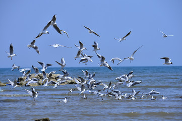 Seagulls fly in free