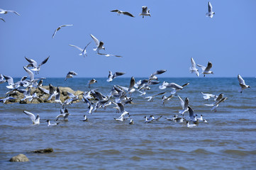 Seagulls fly in free