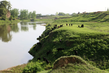  Dongting wetland scenery.