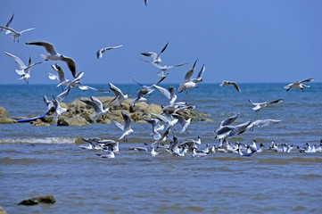 Seagulls fly in free