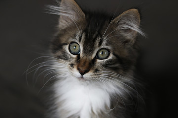 Longhaired Kitten Portrait
