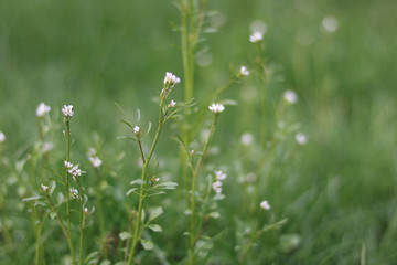 Small White Flower Background