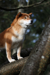 Red Shiba Inu 