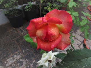 A rosa desabrochando.