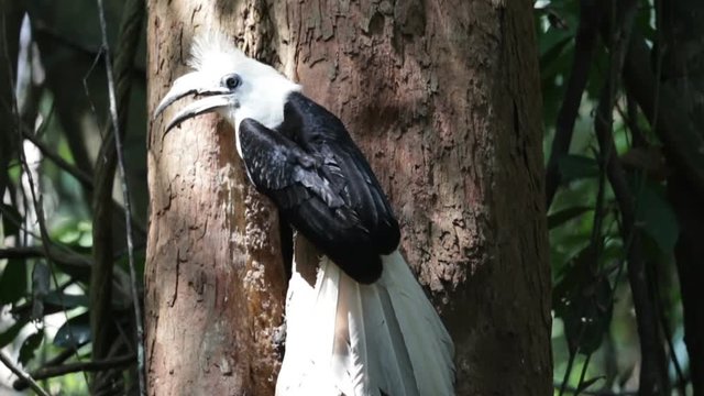 Rare Bird Form Tropical Forest White Crowned Hornbill