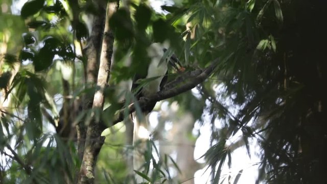 Rare Bird Form Tropical Forest White Crowned Hornbill