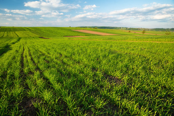 Fototapeta premium Rows on the field. Natural agricultural landscape at the summer time