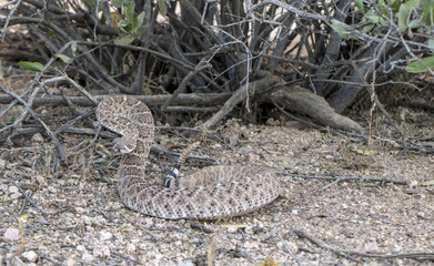 Diamond Back Rattle snake in desert near Scottsdlale, AZ