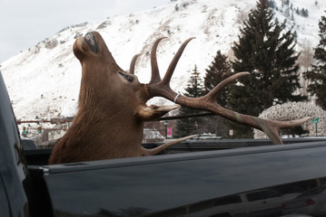 Elk head in pickup 