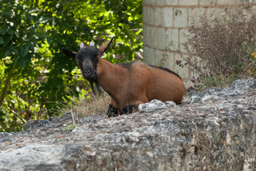goat on ruin