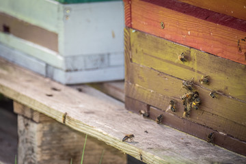 Bienenkästen im Frühjahr