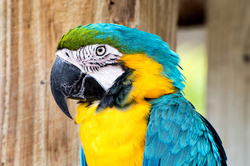 Yellow and blue macaw close up.