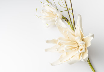 White gardenia blossom