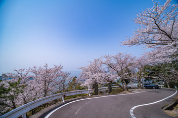 桜と道
