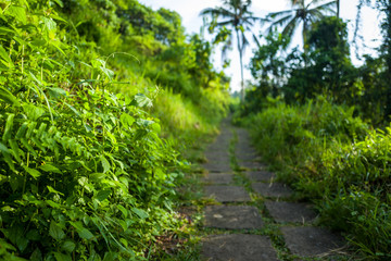 Fototapeta na wymiar The Campuhan Ridge Walk in Ubud, Bali