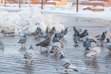 Fototapeta premium Pigeons on the town square in the spring