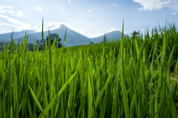 The Tegallalang Rice Terraces in Bali, Indonesia