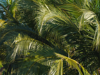Fototapeta premium coconut leaf background pattern