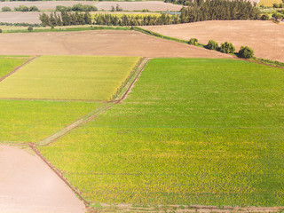 Obraz premium Green abstract fields looked from above