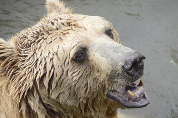 Fototapeta premium Ayı