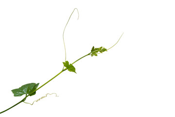 vine plant isolated on white background. Clipping path