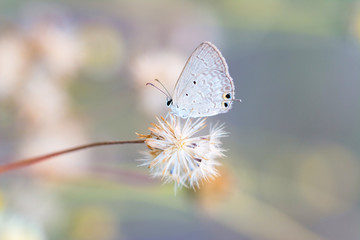 butterfly on flower