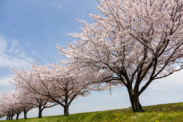 Obraz premium 桜並木