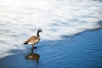 Goose out for a winter walk