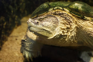 Fototapeta na wymiar Common snapping turtle (Chelydra serpentina) in the oceanarium.