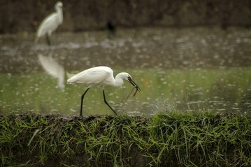 White Herons Hunting in the Ubud, Bali Rice Fields for Eels. When the Balinese flood their rice fields for new plantings it creates an opportunity for the white herons to gorge on eels in the mud.