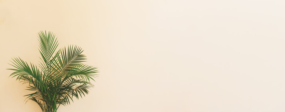 Large Indoor Palm Plant In A Pale Yellow Room