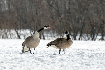Opinionated Canadian Goose