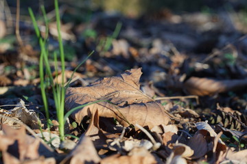 Welkes Blatt einer Platane