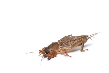 The mole cricket isolated on white background.