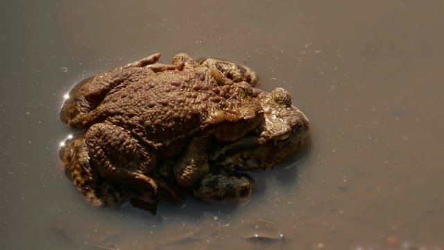 Two European common toads (Bufo bufo) mating in a shallow pond. Poland 
Slow panoramic.