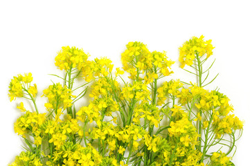 floral background of yellow flowers
