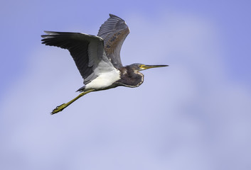 Fototapeta premium Tricolored Heron in Flight on Blue Sky