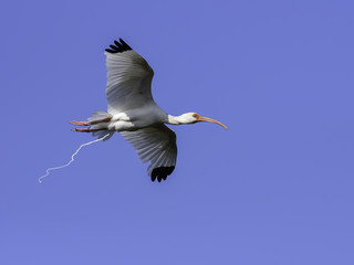 American White Ibis Flying and Pooping