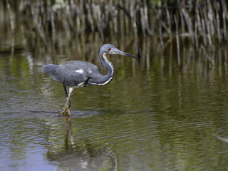 Tricolored Heron Foraging in Mangroves