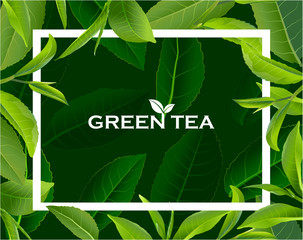 Green tea leaves vector nature background.